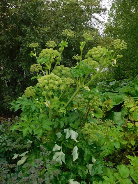 angelica archangelica plant for sale